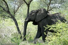 Afrikanischer Elefant (1 von 131).jpg
